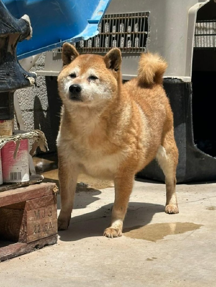 252067